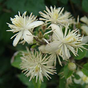 クレマチス・ビタルバ Clematis vitalba の花 クレマチス・ビタルバ Clematis vitalbaの花